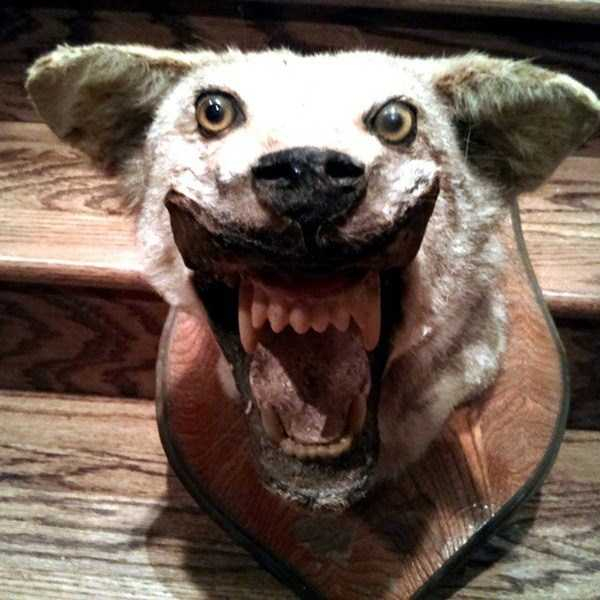 42 Cringeworthy Taxidermy Fails KLYKER COM