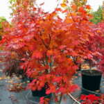 Acer Japonicum Taki No Gawa Japanese Maple Conifer Kingdom