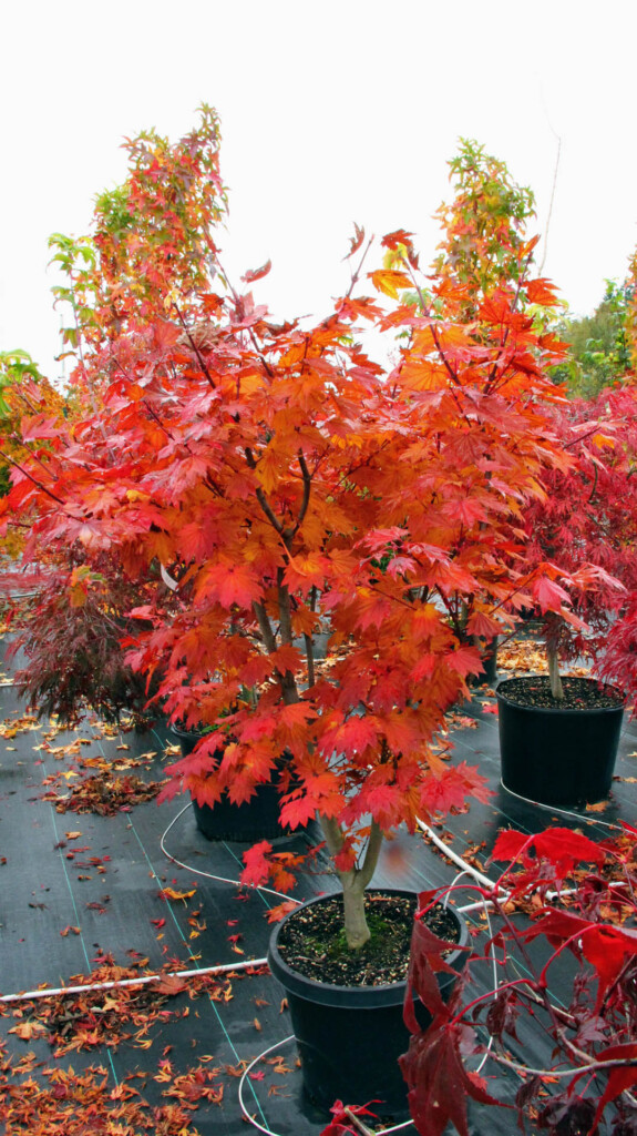 Acer Japonicum Taki No Gawa Japanese Maple Conifer Kingdom