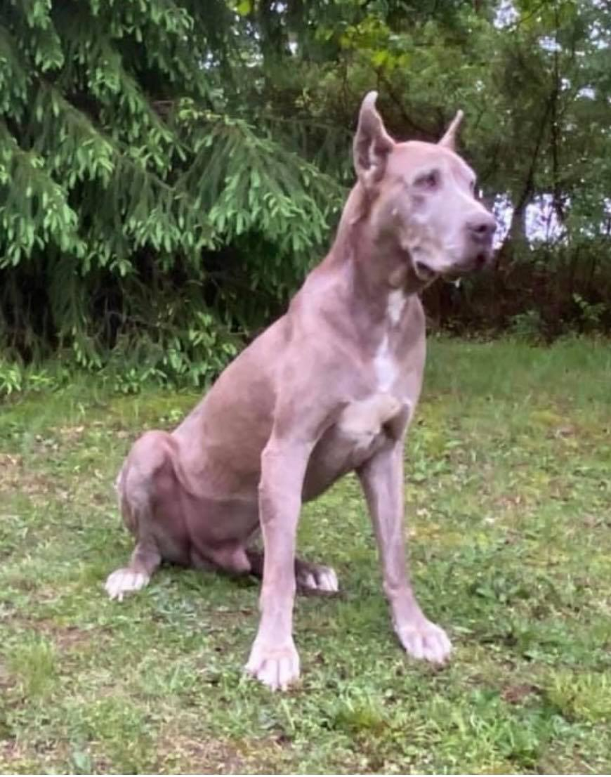 AKC Lilac Merle Male Great Dane Looking For A Home Great Dane