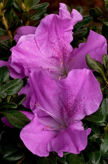 Autumn Lilac Encore Azalea