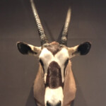 Beautiful Large Head Of An Oryx Piet Jonker