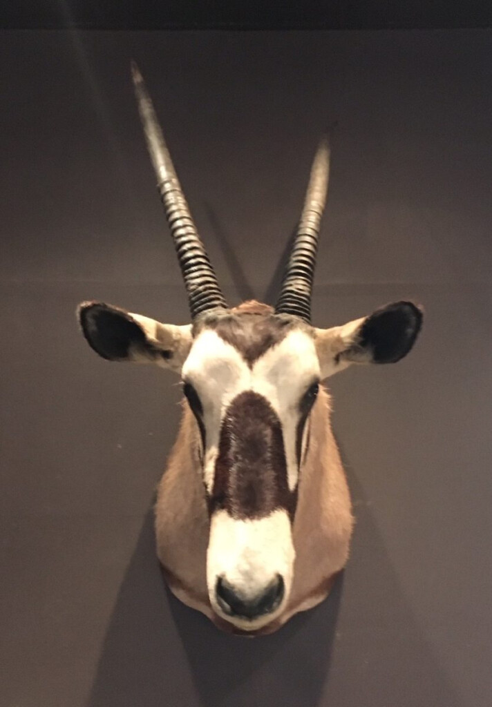 Beautiful Large Head Of An Oryx Piet Jonker