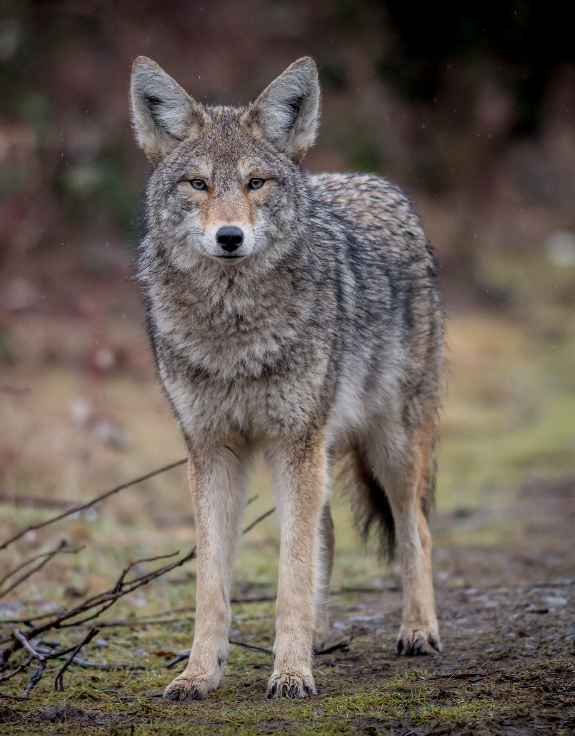 City Of Mukilteo Living With Coyotes In Mukilteo City Of Mukilteo