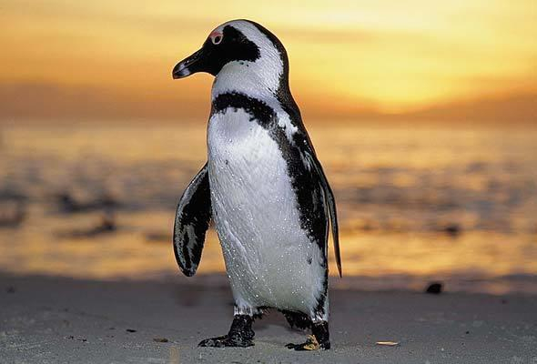 Guano Birds Jackass Penguin Cape Gannet Cape Cormorant