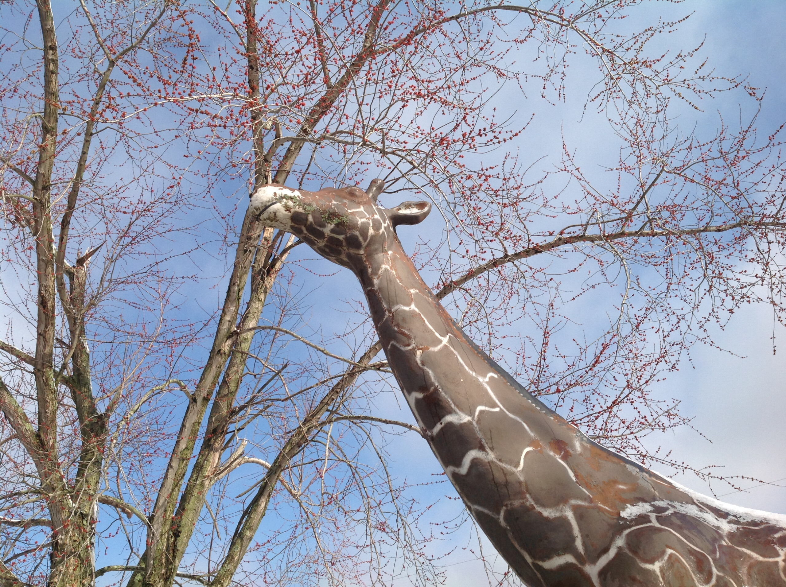 Huge Vintage 1950 s Miniature Golf Giraffe Obnoxious Antiques