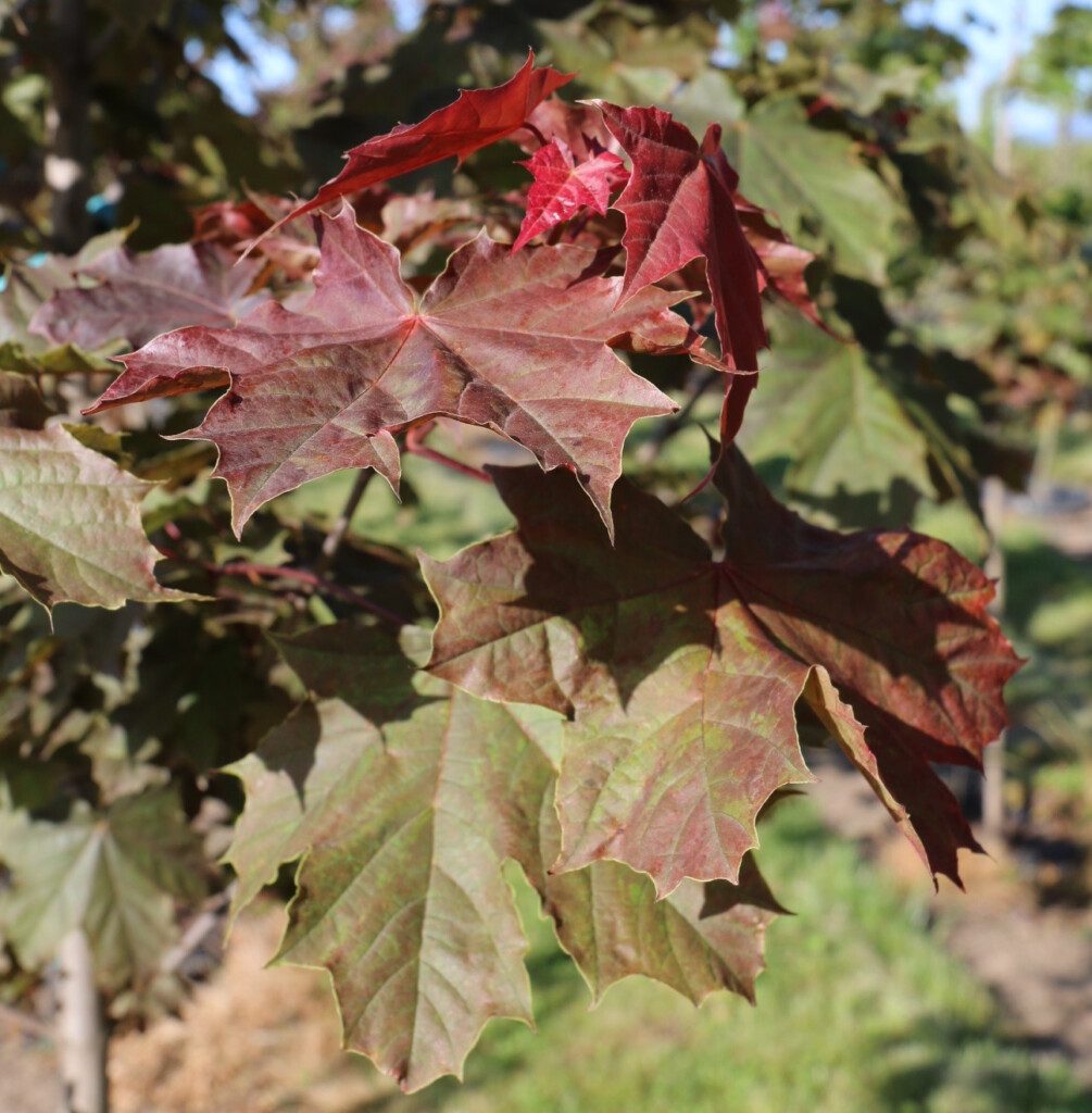 Maple Norway Deborah TheTreeFarm