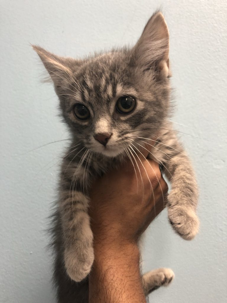 Munchkin Kittens Manhattan Puppies Kittens