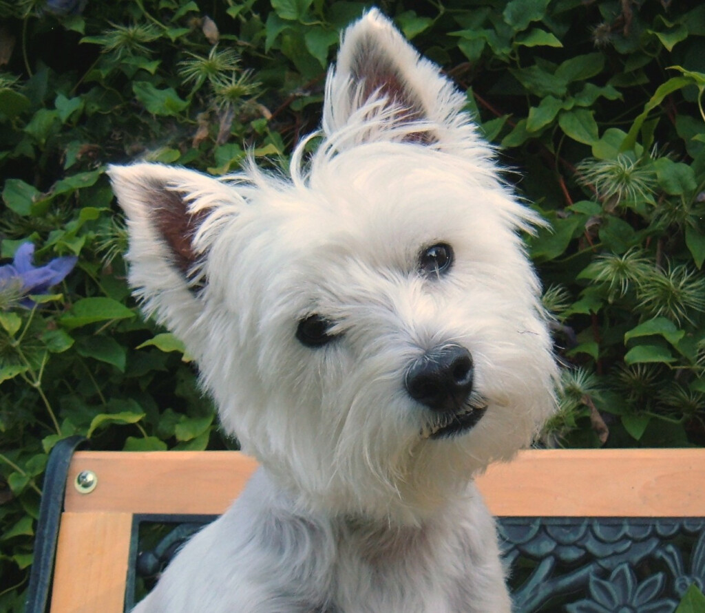 Volunteering Westie Rescue MI