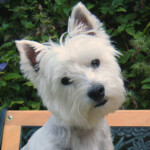 Volunteering Westie Rescue MI