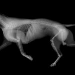 X ray Www avonleaanimalhospital ca