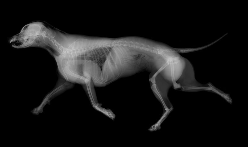 X ray Www avonleaanimalhospital ca